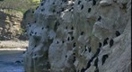 Cormorants nesting on cliff in La Jolla