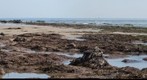 090308 coal oil point mussel beach green grass and low tides autostitch
