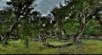 Omora Ethnobotanical Preserve, Forest