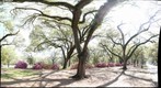 Azalea Trail 3: Rice University - Inside Entrance One