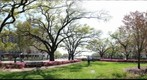 Azalea Trail 2: Houston, Texas - Museum of Fine Arts