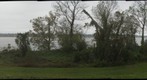 Sugar cane field