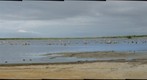 Flamingos near Lac Cai - Bonaire