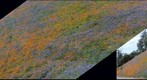 090319 figueroa mtn wildflowers autostitch s770 j90 upsize combine w photo