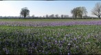 Crocus blossom at the river Rhine in Duesseldorf, Germany