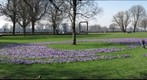 More Crocuses.. Duesseldorf / Germany