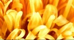 Gerbera 2