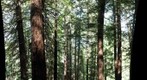 MuirWoods-OceanViewTrail-March2009