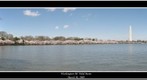 Washington DC Tidal Basin Cherry Blossoms