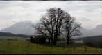Stroblalm
