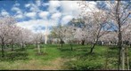 Cherry Blossom Grove, Washington DC