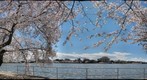 Jefferson Memorial &amp; Cherry Trees