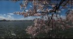 Tidal Basin &amp; Cherry Trees