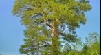 420-year-old Quercus castaneifolia