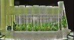 Cyanea asarifolia tissue culture tubes at the Lyon Arboretum, Honolulu