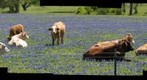 Texas Cows and Bluebonnets 