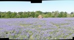Texas Bluebonnets - Leica D-Lux 3