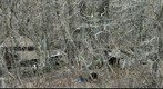Hobo Haven