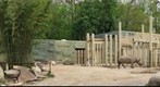 Black Rhino at Birmingham Zoo