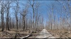 Bruce Trail runs through the bush beside Crane Lake