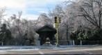 Ice Coated Trees and Jellison Bridge, Fort Hays State University