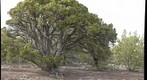 Juniper Tree