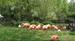 Flamingos at Birmingham Zoo