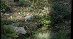 Front Yard Native Plants