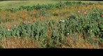 Flowers in a park