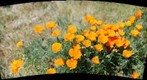 Poppy