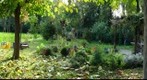 Autumn Garden