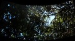 Filtered Trees