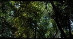 Shade Trees II