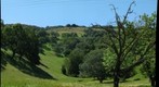Oaks and Grass