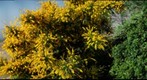 Yellow Flowers