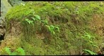 Mossy Rock