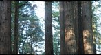 Tree Trunks