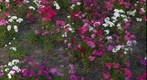 Roadside Wildflowers - Crystal River, Florida
