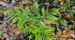 Fern in Crystal River, FL