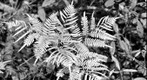 Fern b&amp;w black and white