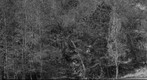 Dogwoods In Bloom - Black and White Study