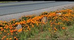 Sonoma Poppy