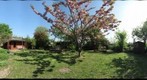 Garten + Kirschbaum / Garden + Cherry tree 