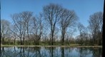 trees by pond