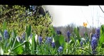 spring flowers