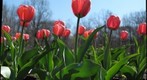 Red tulips