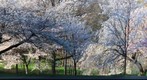 Cherry blossom - Earth Day 2009 (3)