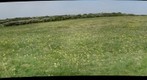 Durlston Country Park - Cowslips