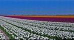 Some flowers