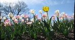 yellow tulip